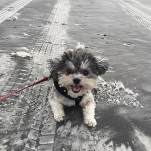 Meet your Posher, Chester